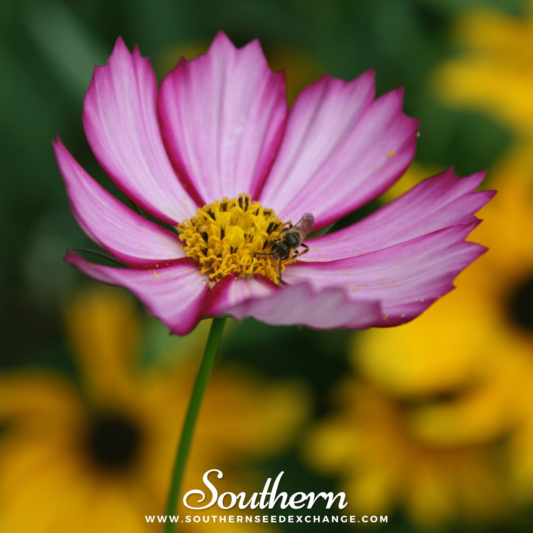 Southern Seed Exchange Cosmos, Picotee (Cosmos Bipinnatus Sensation) - 100 Seeds