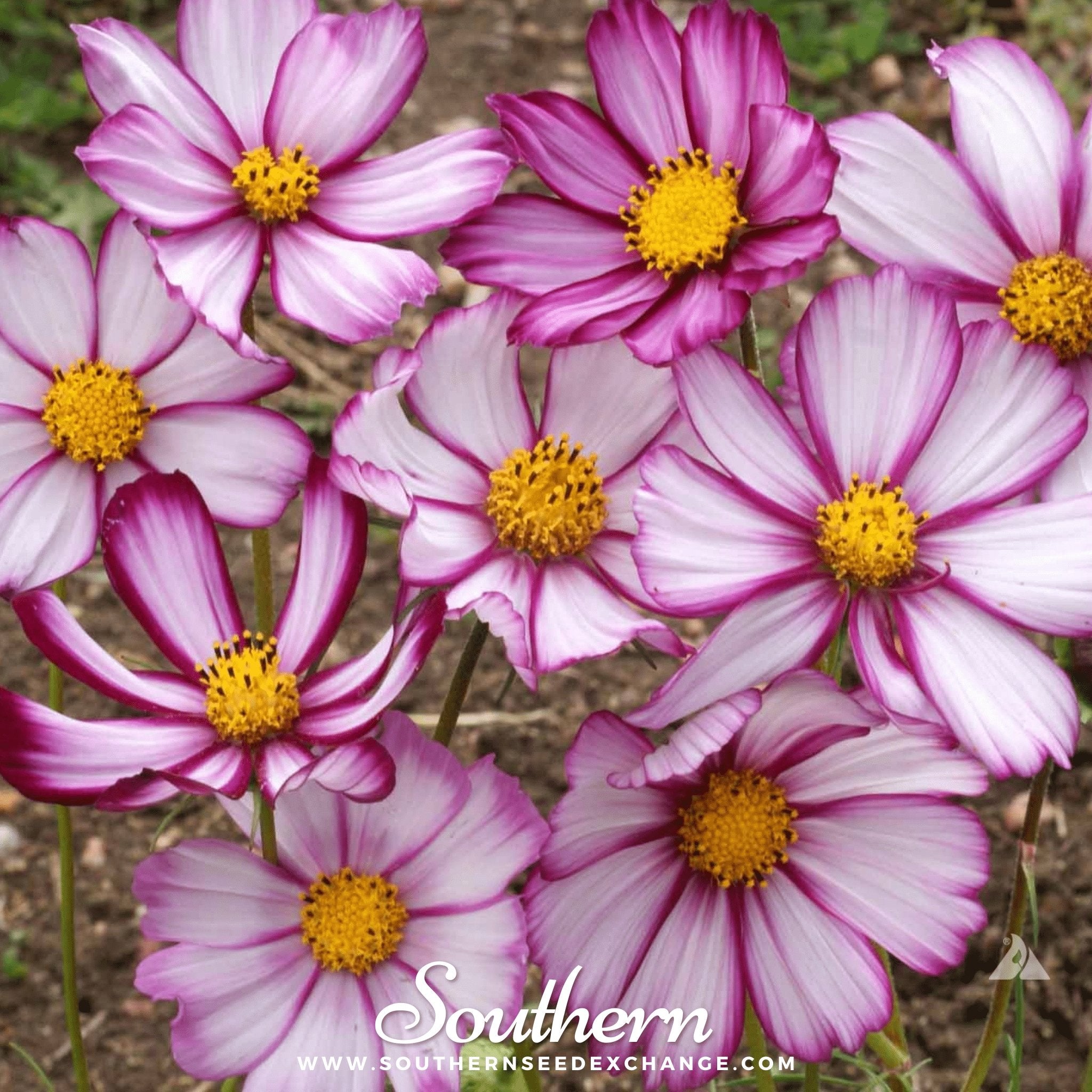 Southern Seed Exchange Cosmos, Picotee (Cosmos Bipinnatus Sensation) - 100 Seeds