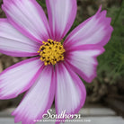 Southern Seed Exchange Cosmos, Picotee (Cosmos Bipinnatus Sensation) - 100 Seeds