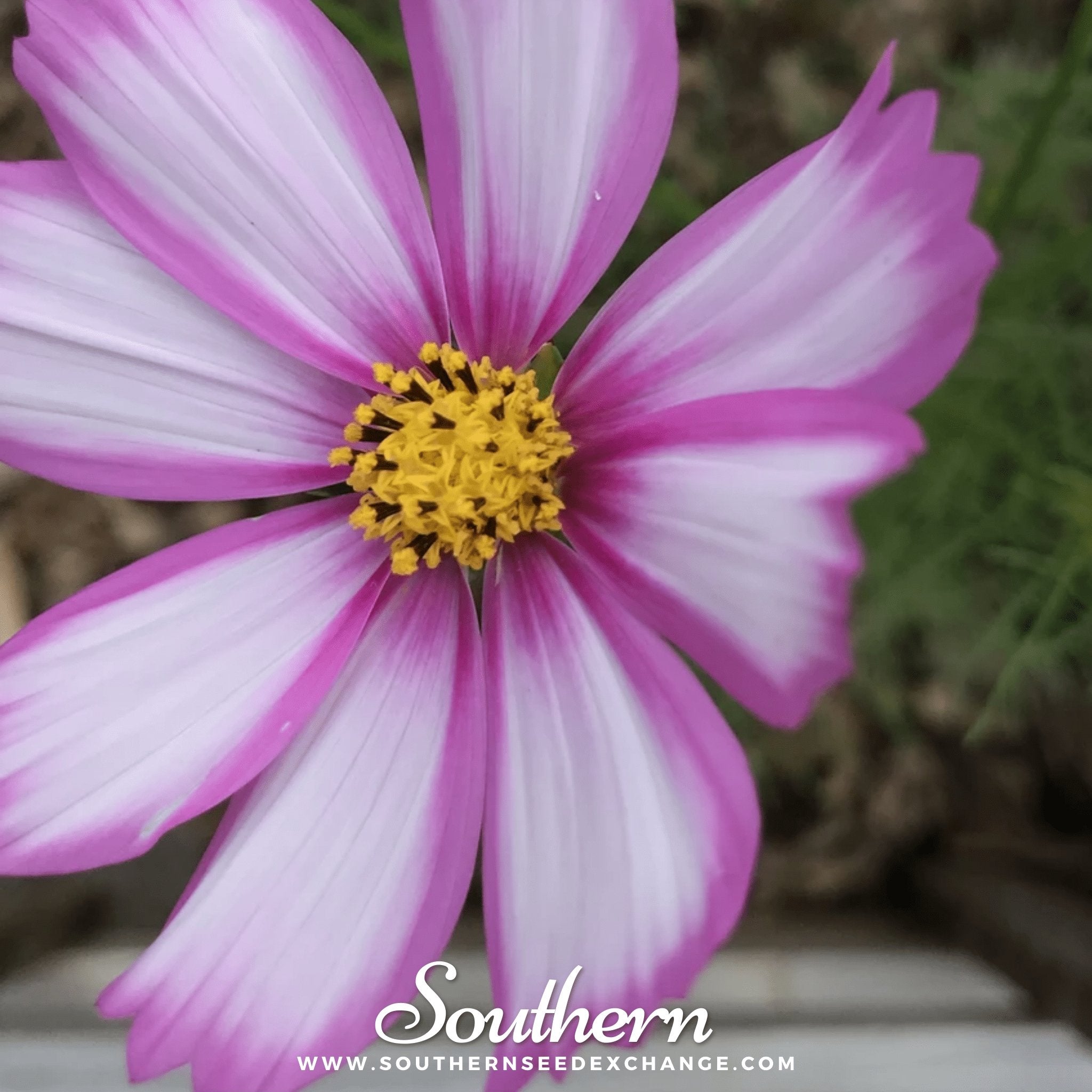 Southern Seed Exchange Cosmos, Picotee (Cosmos Bipinnatus Sensation) - 100 Seeds