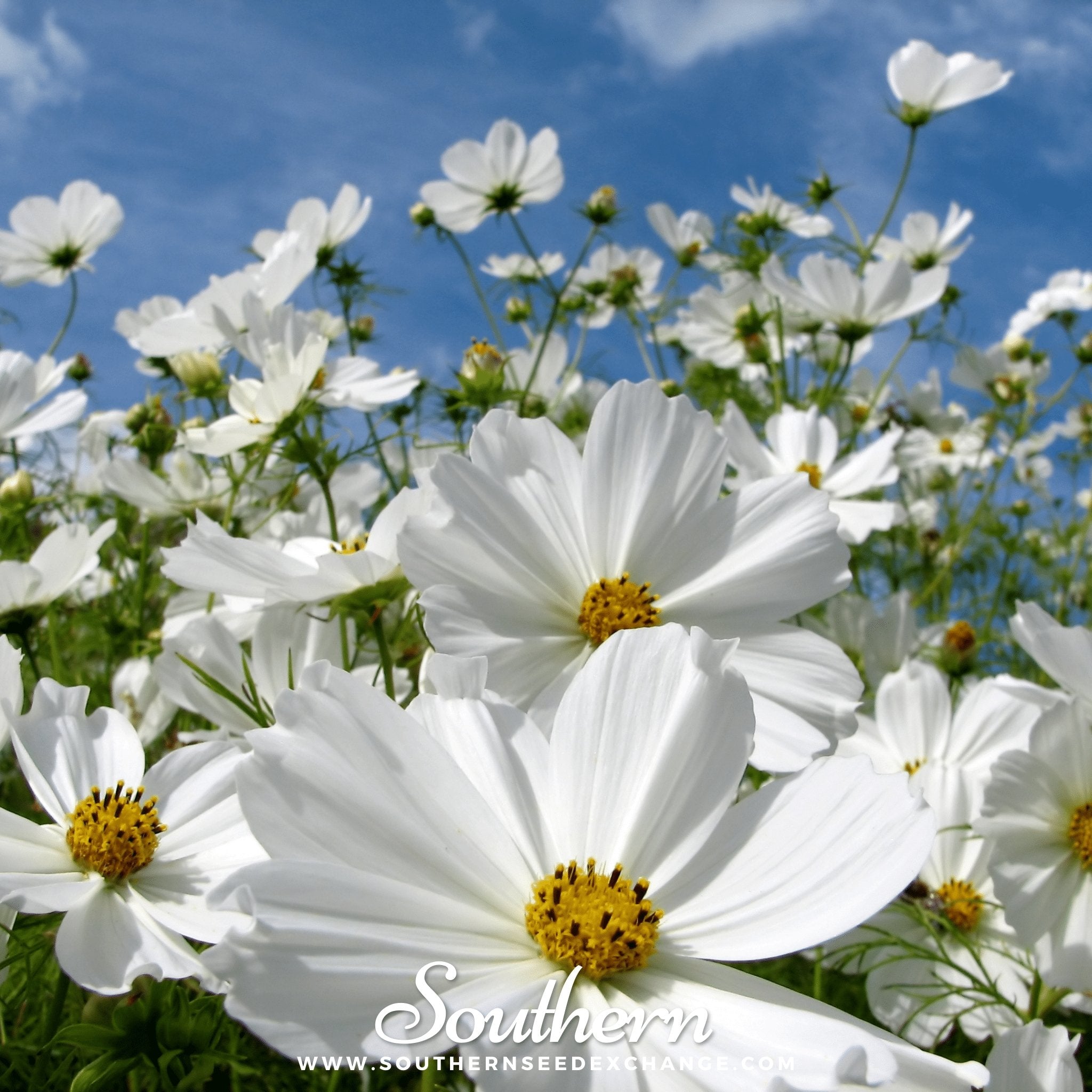 Southern Seed Exchange Cosmos, Purity (Cosmos Bipinnatus Sensation) - 100 Seeds