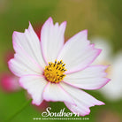 Southern Seed Exchange Cosmos, Purity (Cosmos Bipinnatus Sensation) - 100 Seeds