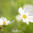 Southern Seed Exchange Cosmos, Purity (Cosmos Bipinnatus Sensation) - 100 Seeds