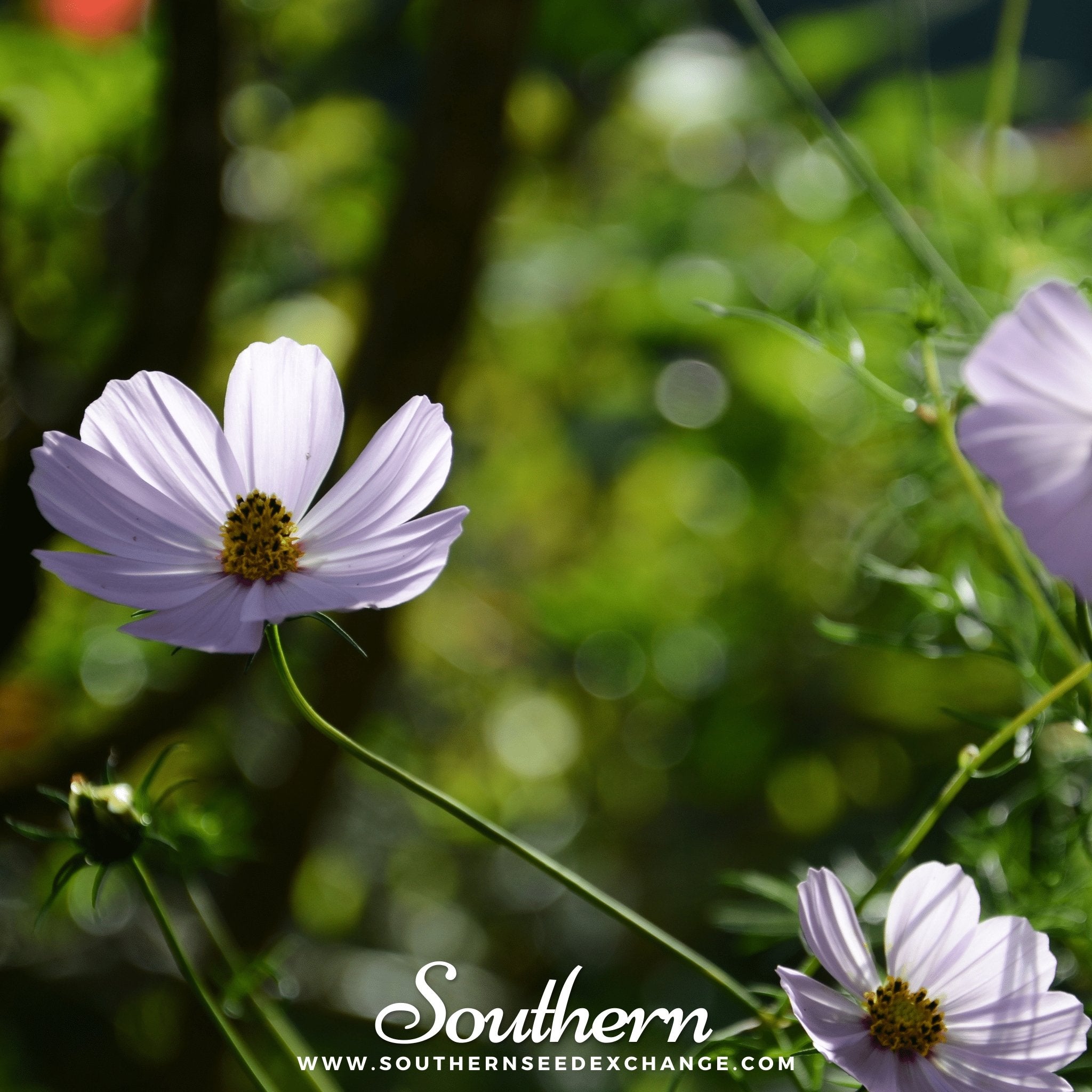 Southern Seed Exchange Cosmos, Purity (Cosmos Bipinnatus Sensation) - 100 Seeds