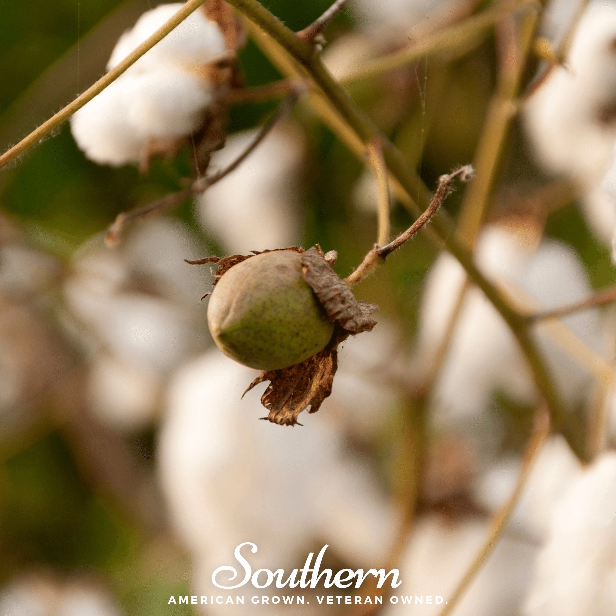 Cotton, Levant (Gossypium herbaceum) - 20 Seeds - Southern Seed Exchange