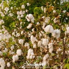 Cotton, Levant (Gossypium herbaceum) - 20 Seeds - Southern Seed Exchange