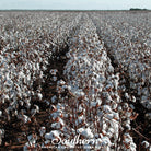 Cotton, Upland (Gossypium hirsutum) - 20 Seeds - Southern Seed Exchange