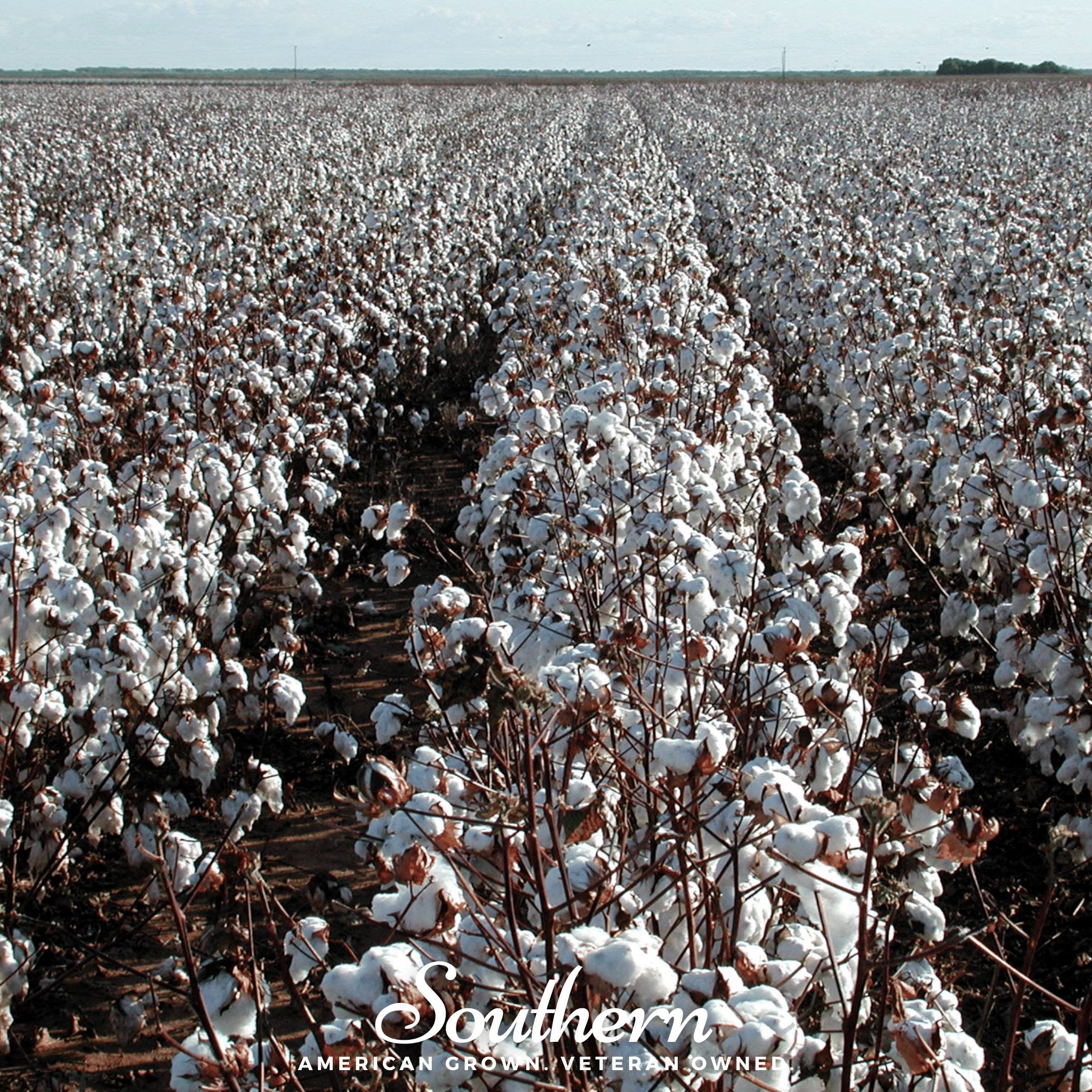 Cotton, Upland (Gossypium hirsutum) - 20 Seeds - Southern Seed Exchange