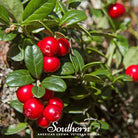 Cranberry, American (Vaccinium macrocarpon) - 50 Seeds - Southern Seed Exchange