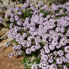 Creeping Thyme (Thymus serpyllum) - 50 Seeds - Southern Seed Exchange