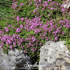 Creeping Thyme (Thymus serpyllum) - 50 Seeds - Southern Seed Exchange