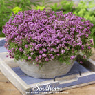 Creeping Thyme (Thymus serpyllum) - 50 Seeds - Southern Seed Exchange