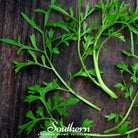 Cress, Curled (Lepidium sativum) - 500 Seeds - Southern Seed Exchange