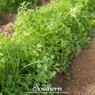 Cress, Curled (Lepidium sativum) - 500 Seeds - Southern Seed Exchange