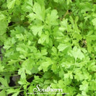 Cress, Curled (Lepidium sativum) - 500 Seeds - Southern Seed Exchange