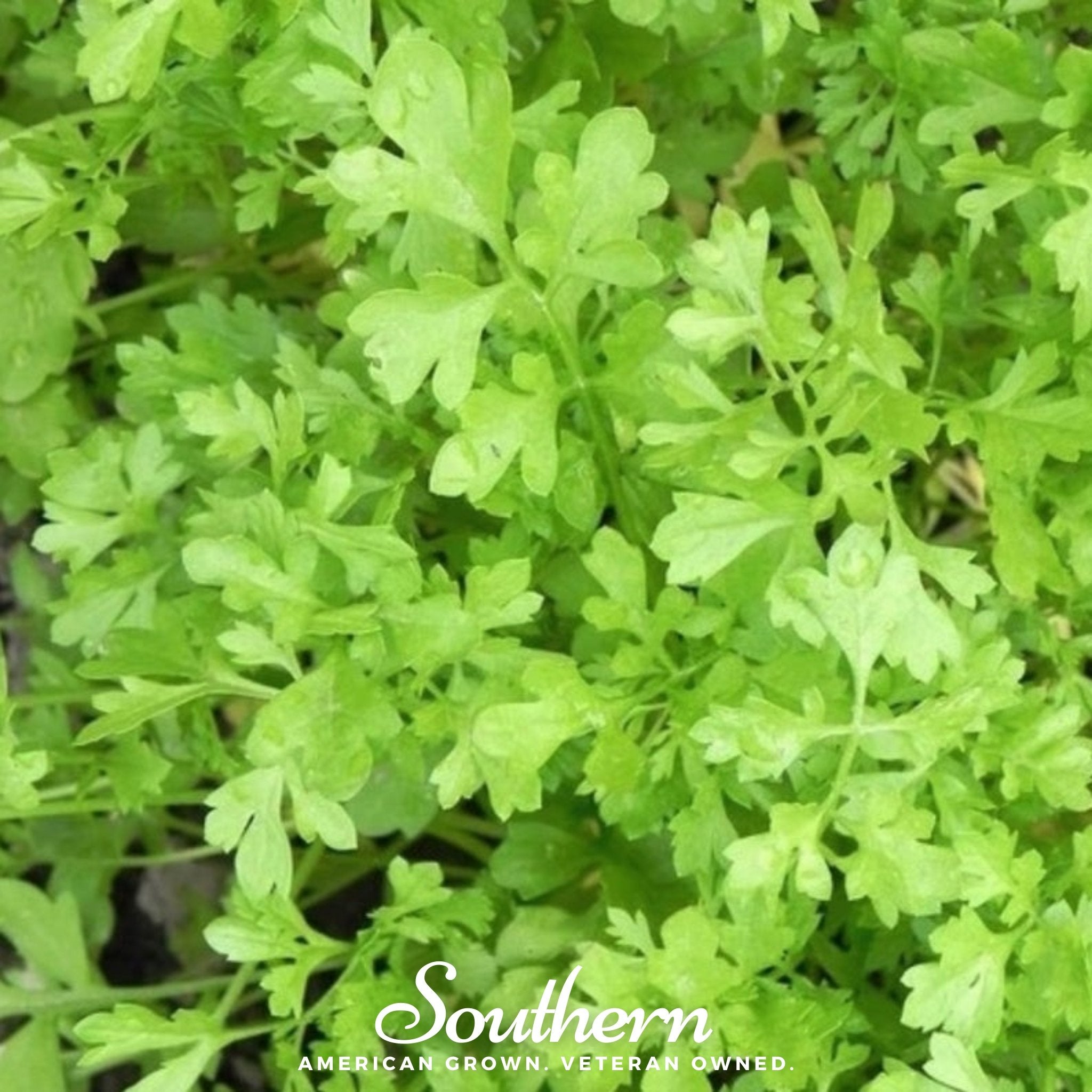 Cress, Curled (Lepidium sativum) - 500 Seeds - Southern Seed Exchange