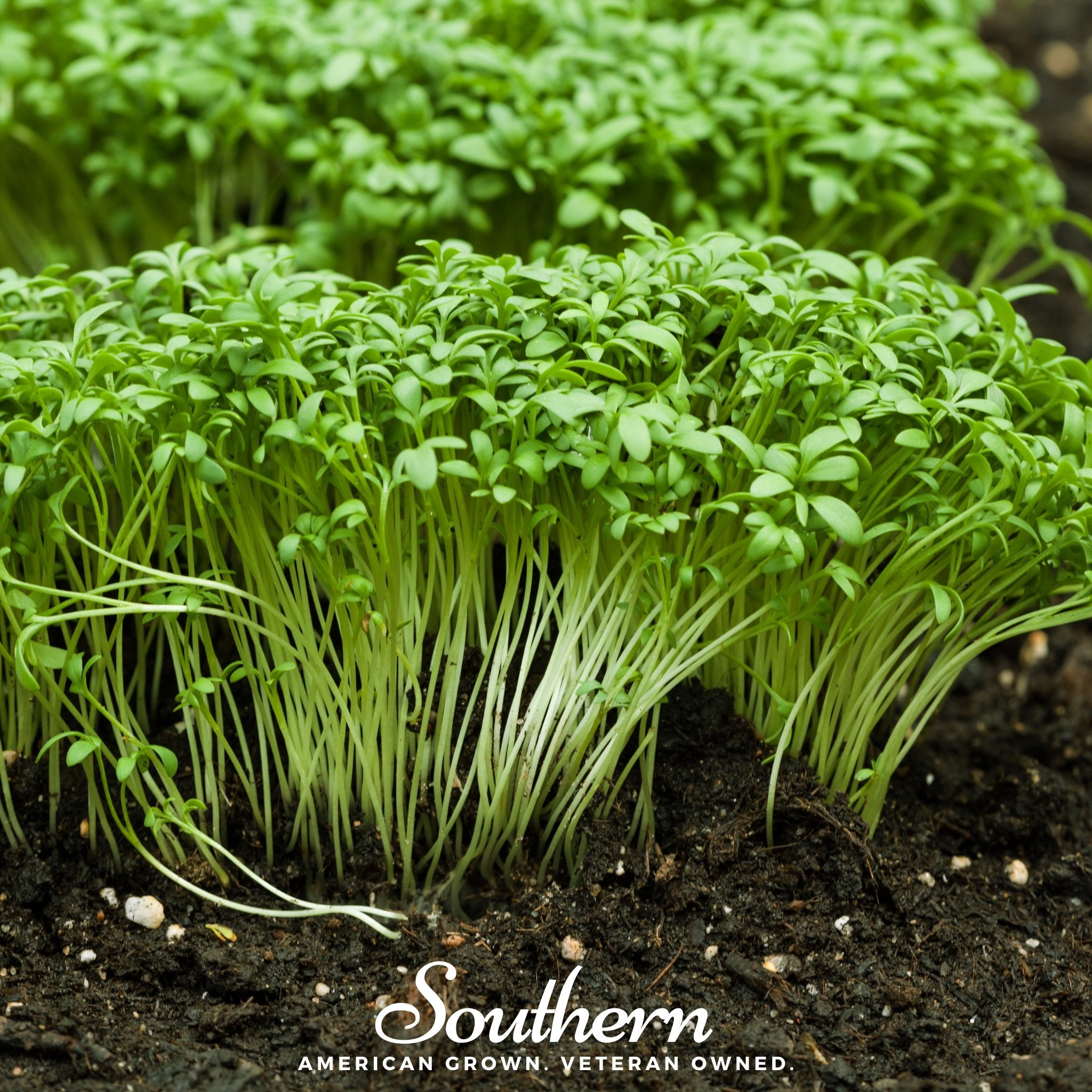 Cress, Pepper (Lepidium sativum) - 500 Seeds - Southern Seed Exchange