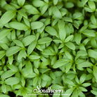 Cress, Pepper (Lepidium sativum) - 500 Seeds - Southern Seed Exchange