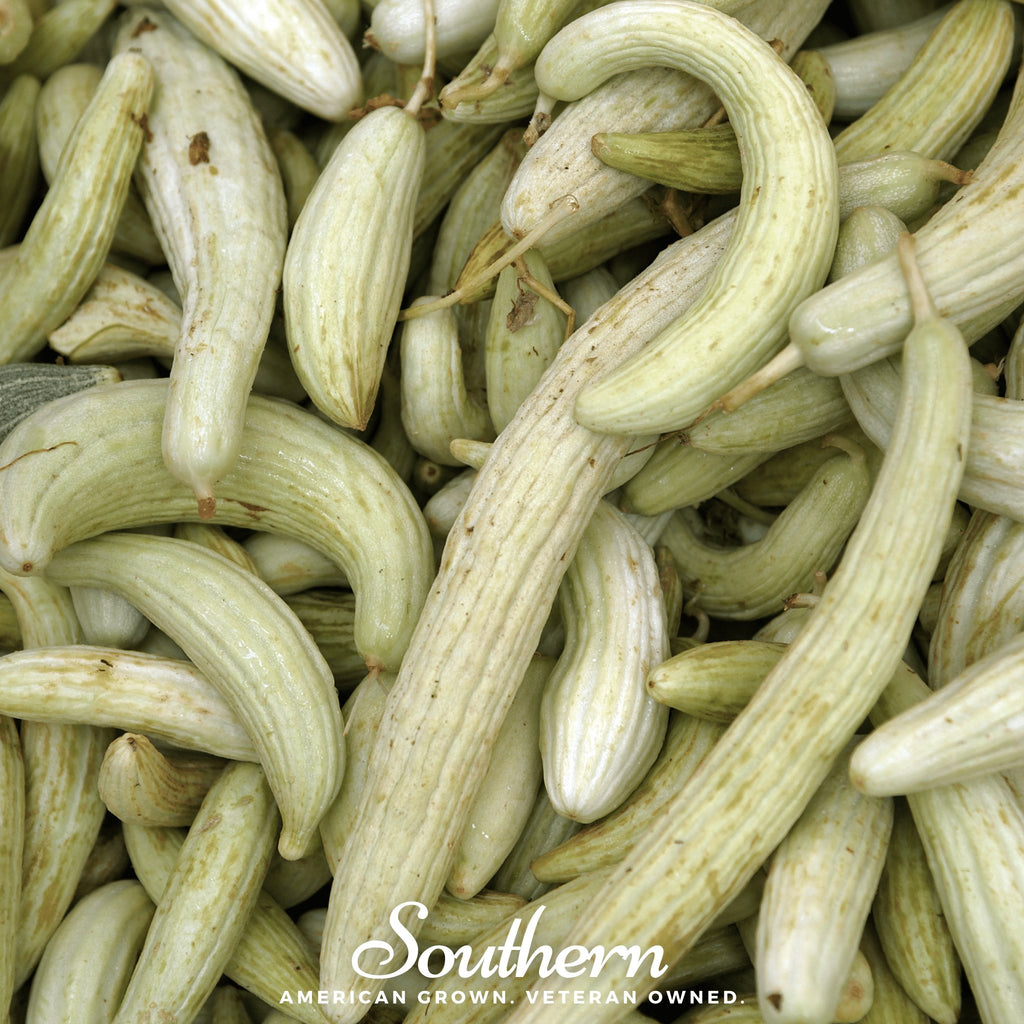 Cucumber, Armenian Yard-Long (Cucumis melo) - 30 Seeds - Southern Seed Exchange