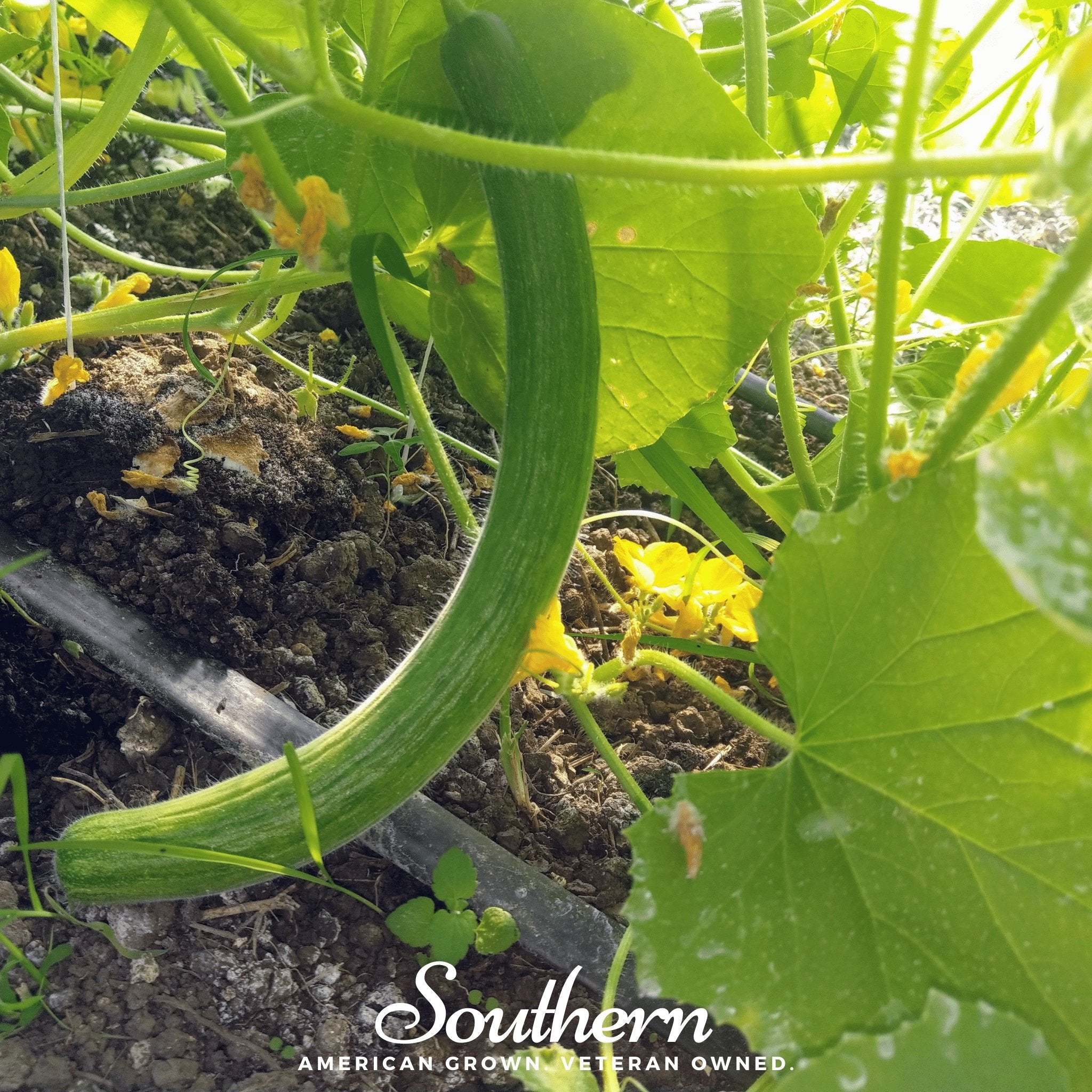 Cucumber, Armenian Yard-Long (Cucumis melo) - 30 Seeds - Southern Seed Exchange