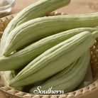 Cucumber, Armenian Yard-Long (Cucumis melo) - 30 Seeds - Southern Seed Exchange