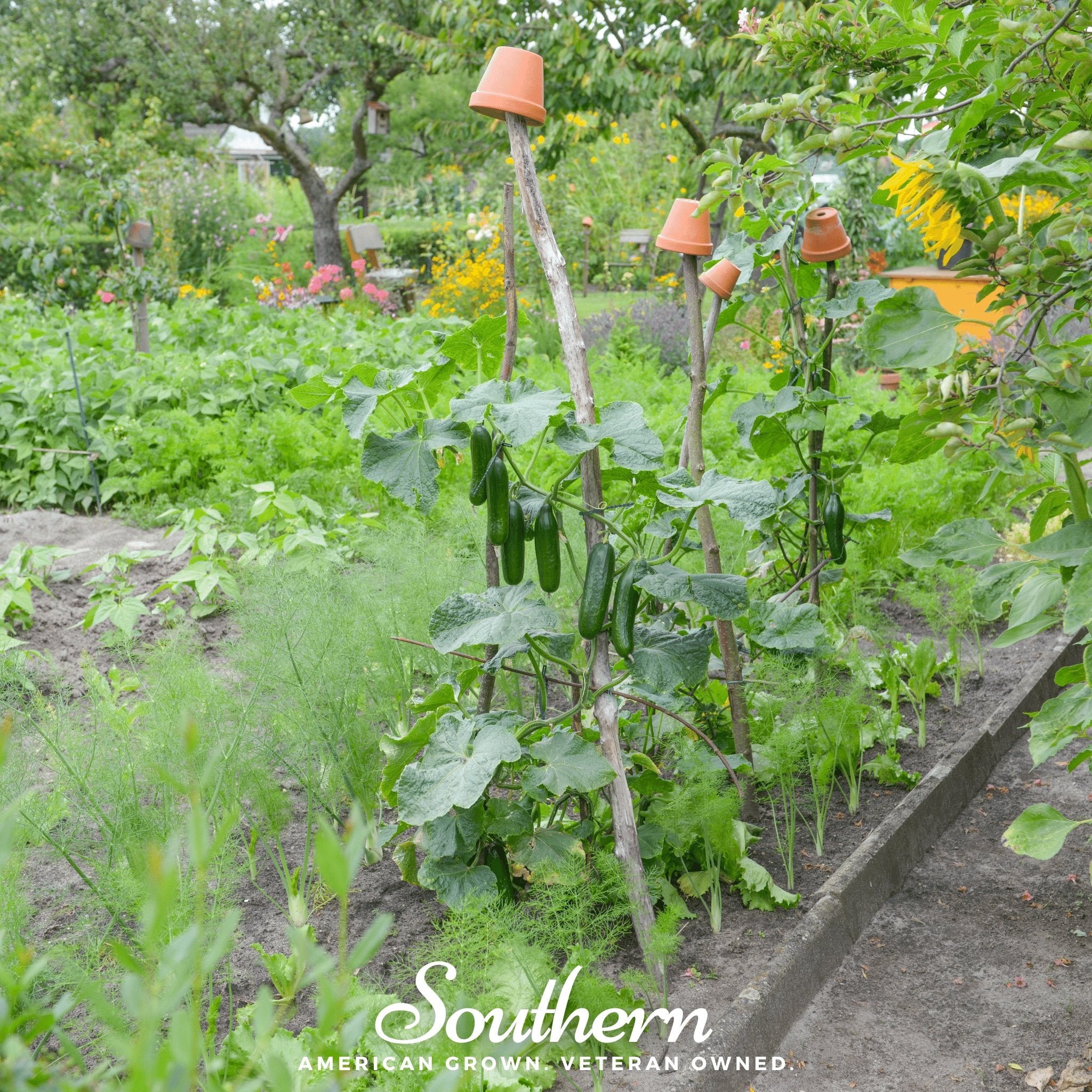 Cucumber, Ashley (Cucumis sativus) - 30 Seeds - Southern Seed Exchange