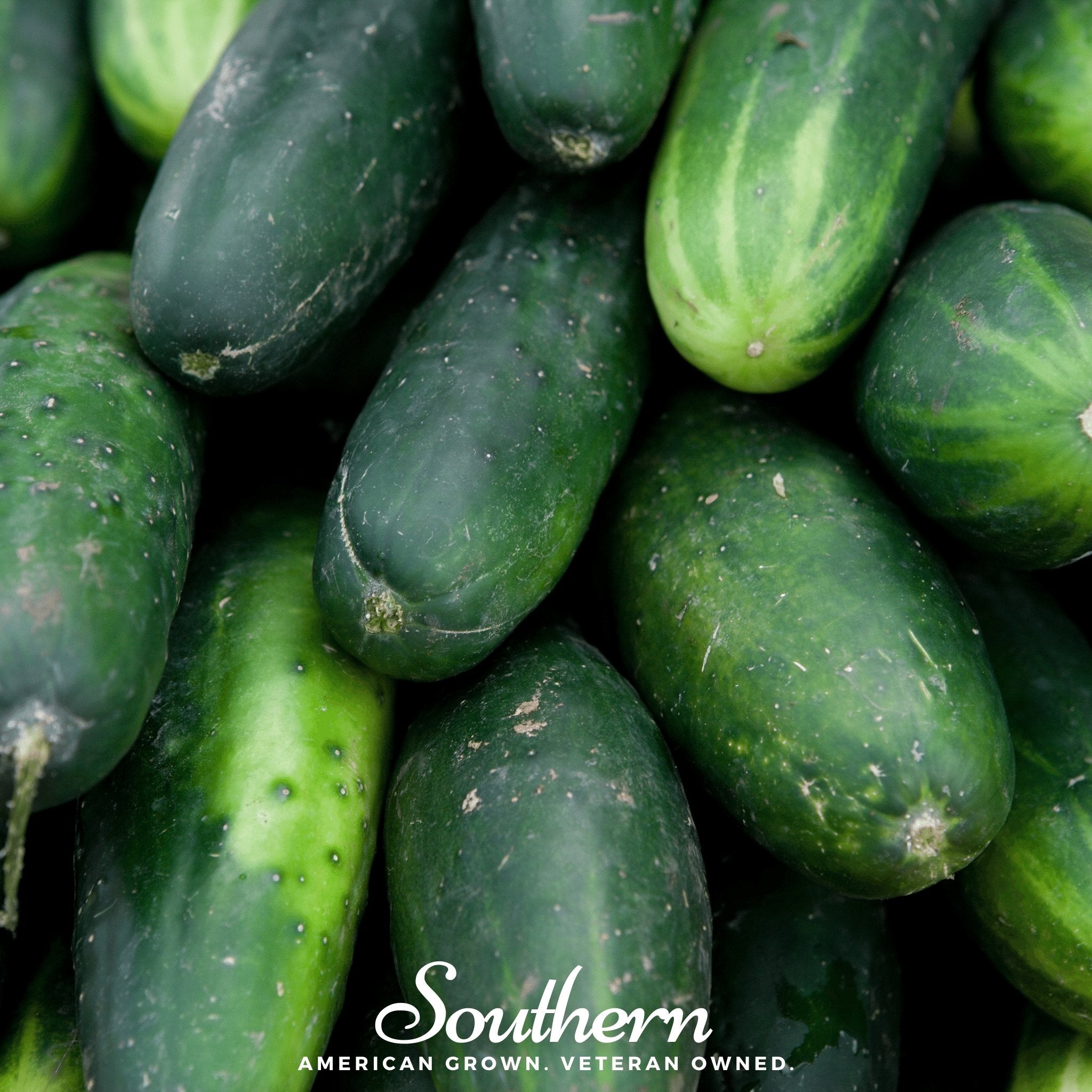 Cucumber, Ashley (Cucumis sativus) - 30 Seeds - Southern Seed Exchange