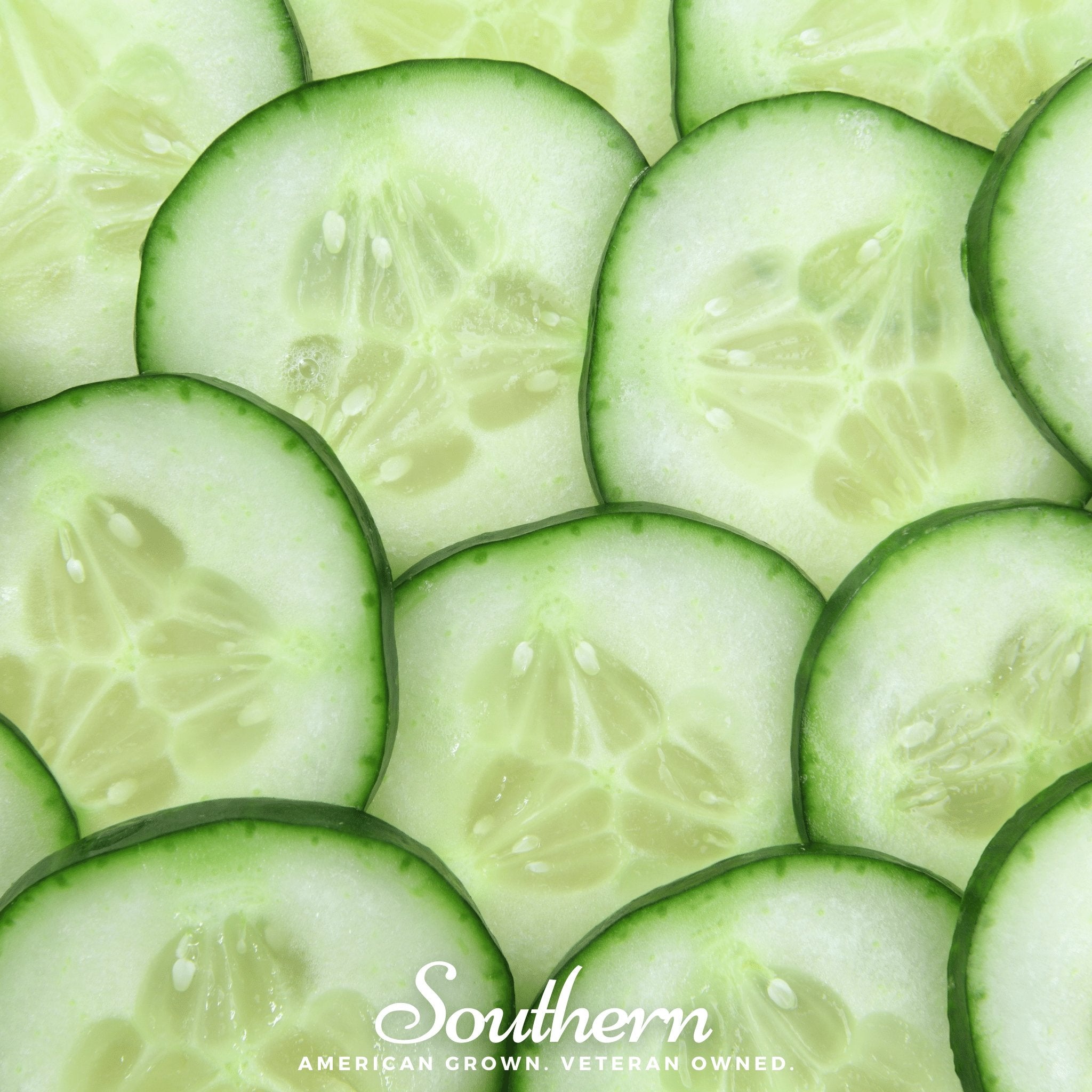 Cucumber, Ashley (Cucumis sativus) - 30 Seeds - Southern Seed Exchange