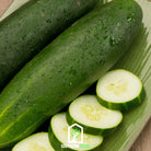 Cucumber, Beit Alpha (Cucumis sativus) - 30 Seeds - Southern Seed Exchange