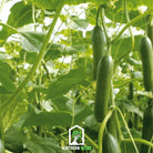 Cucumber, Beit Alpha (Cucumis sativus) - 30 Seeds - Southern Seed Exchange