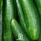 Cucumber, Beit Alpha (Cucumis sativus) - 30 Seeds - Southern Seed Exchange