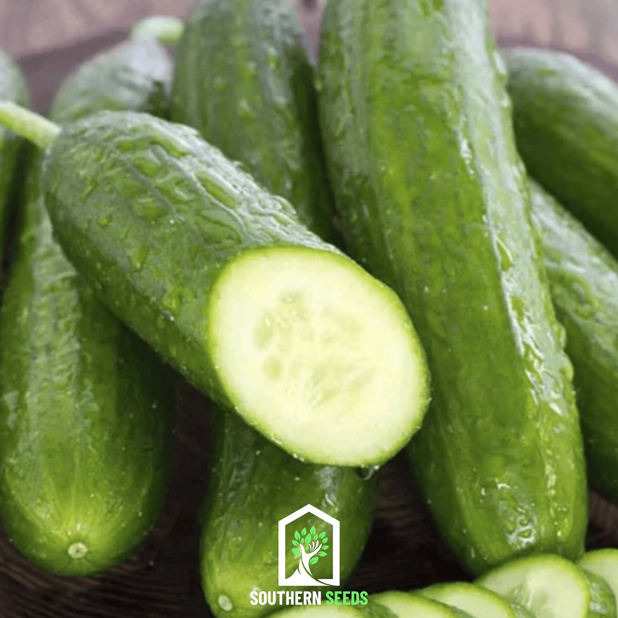 Cucumber, Beit Alpha (Cucumis sativus) - 30 Seeds - Southern Seed Exchange