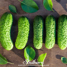 Southern Seed Exchange Cucumber, Boston Pickling (Cucumis sativus) - 30 Seeds