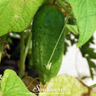 Southern Seed Exchange Cucumber, Boston Pickling (Cucumis sativus) - 30 Seeds