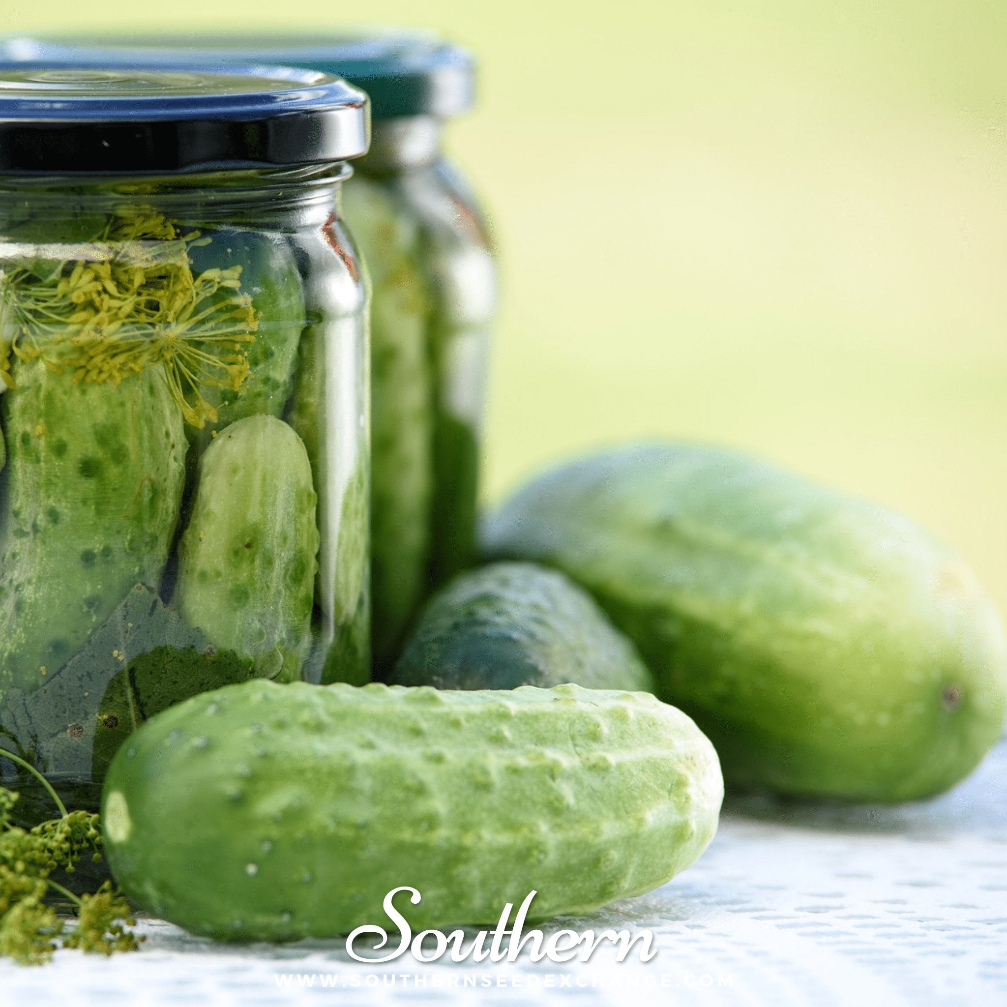 Southern Seed Exchange Cucumber, Boston Pickling (Cucumis sativus) - 30 Seeds