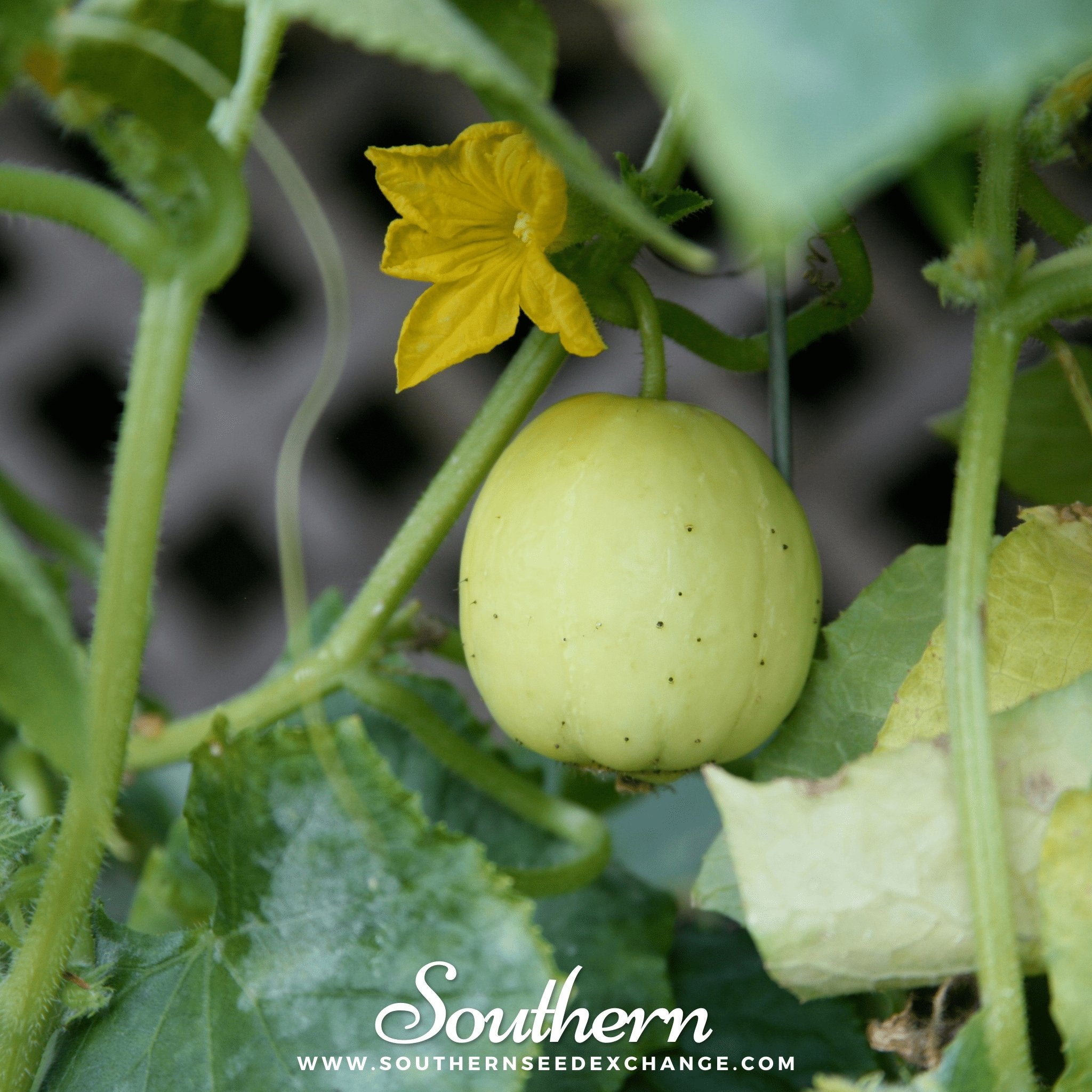 Southern Seed Exchange Cucumber, Lemon (Cucumis sativus) - 30 Seeds