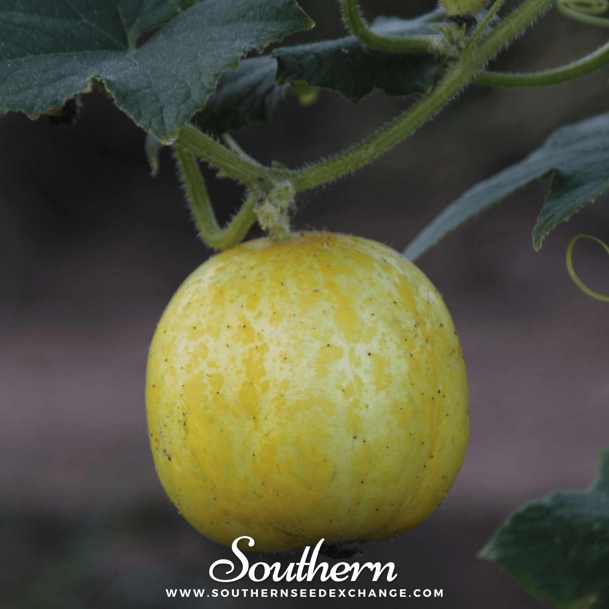 Southern Seed Exchange Cucumber, Lemon (Cucumis sativus) - 30 Seeds