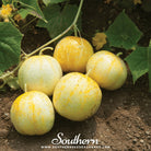 Southern Seed Exchange Cucumber, Lemon (Cucumis sativus) - 30 Seeds