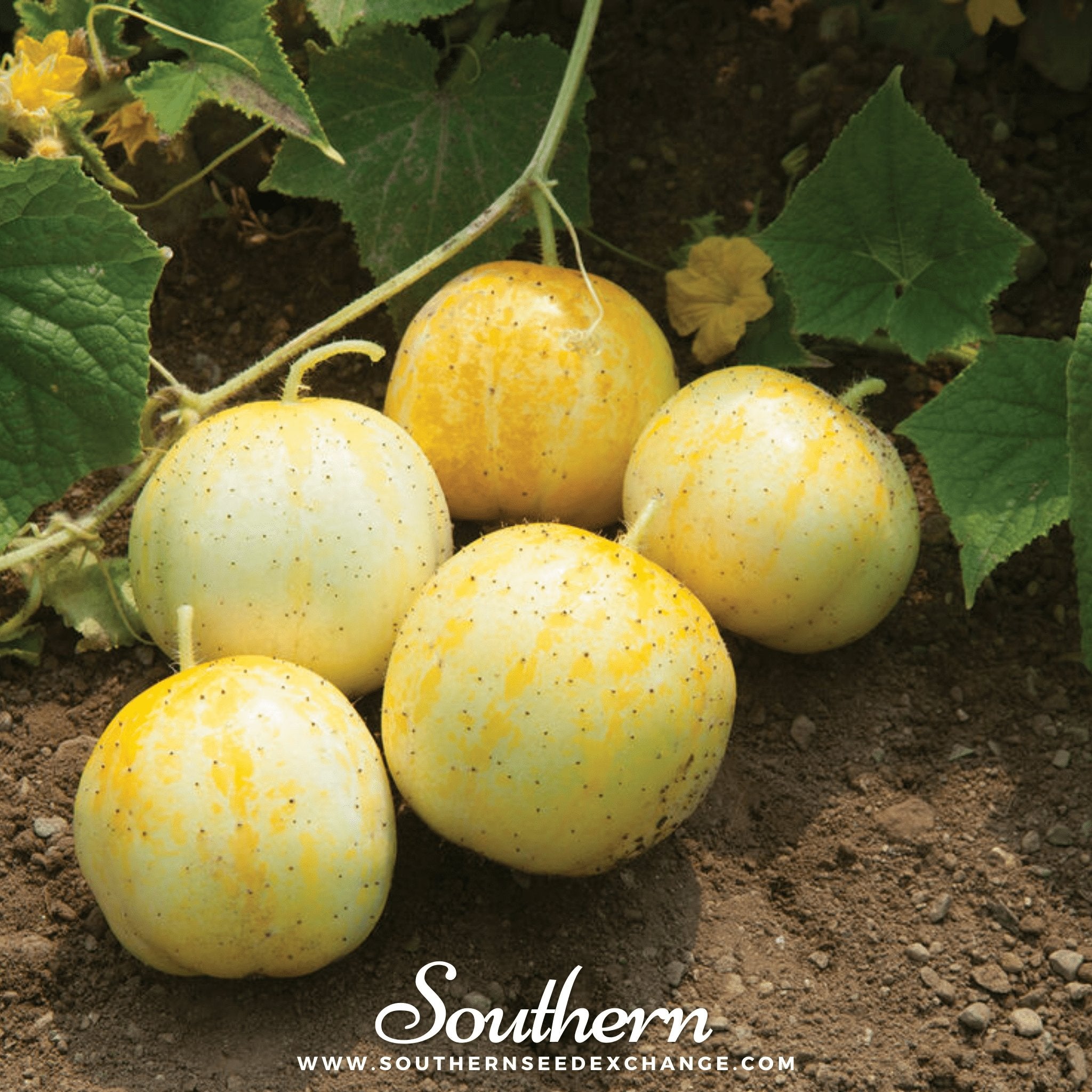 Southern Seed Exchange Cucumber, Lemon (Cucumis sativus) - 30 Seeds