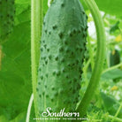 Cucumber, Pioneer (Cucumis sativus) - 30 Seeds - Southern Seed Exchange