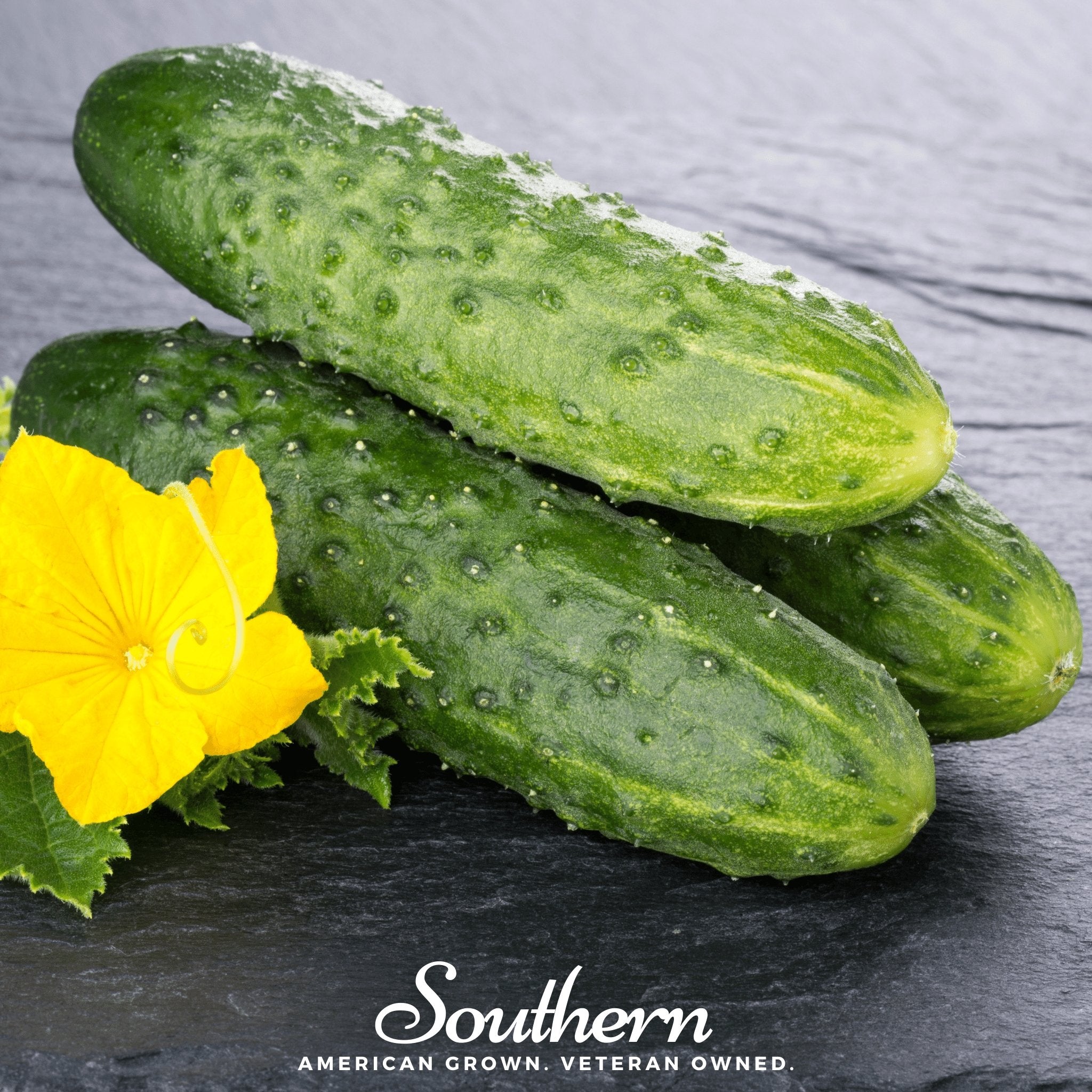 Cucumber, Pioneer (Cucumis sativus) - 30 Seeds - Southern Seed Exchange