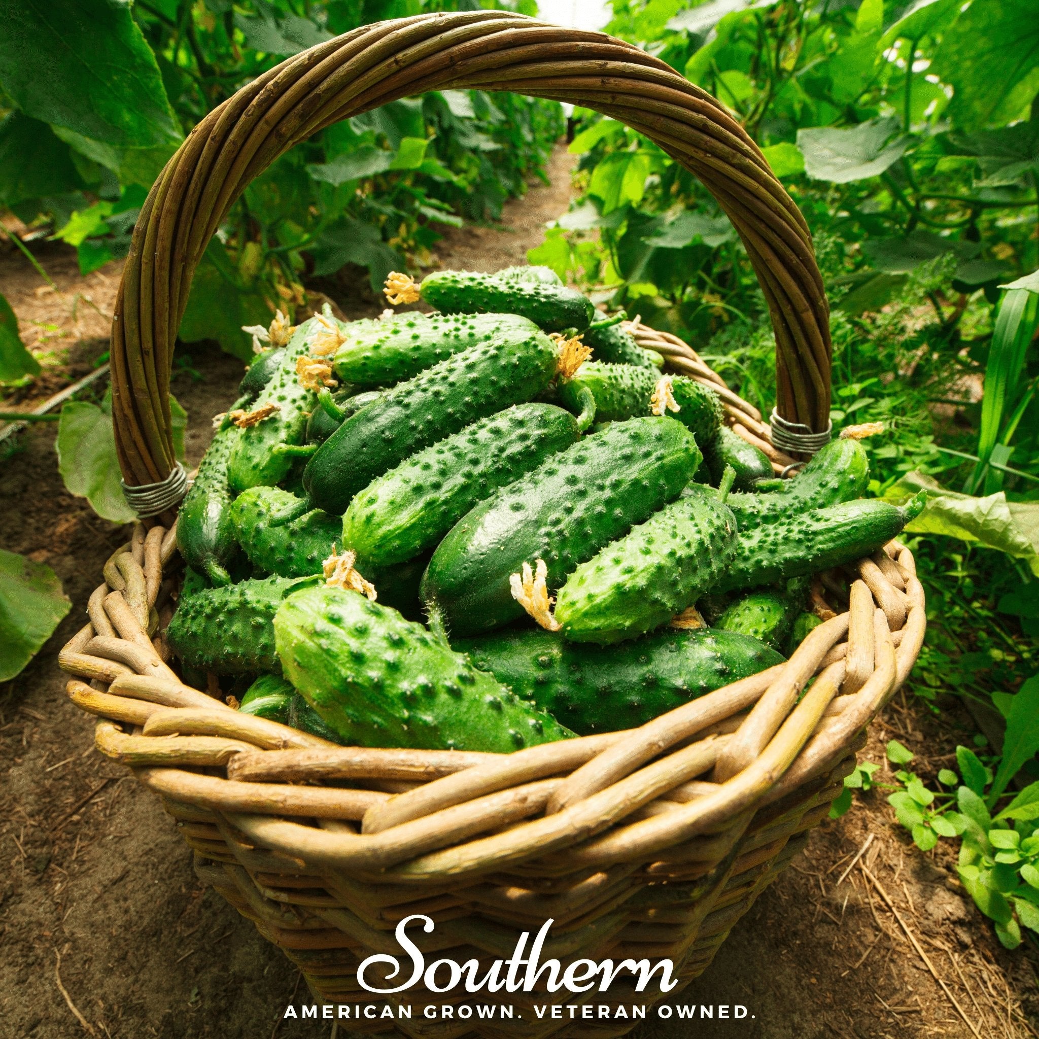 Cucumber, Pioneer (Cucumis sativus) - 30 Seeds - Southern Seed Exchange