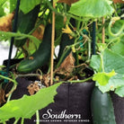 Cucumber, Spacemaster (Cucumis sativus) - 30 Seeds - Southern Seed Exchange