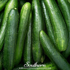 Southern Seed Exchange Cucumber, Straight Eight (Cucumis sativus) - 30 Seeds