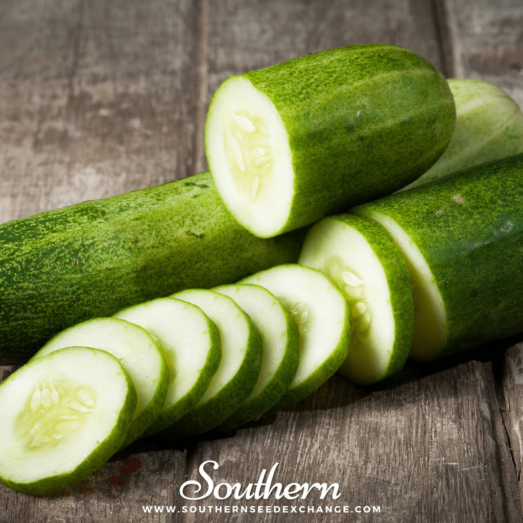 Southern Seed Exchange Cucumber, Straight Eight (Cucumis sativus) - 30 Seeds