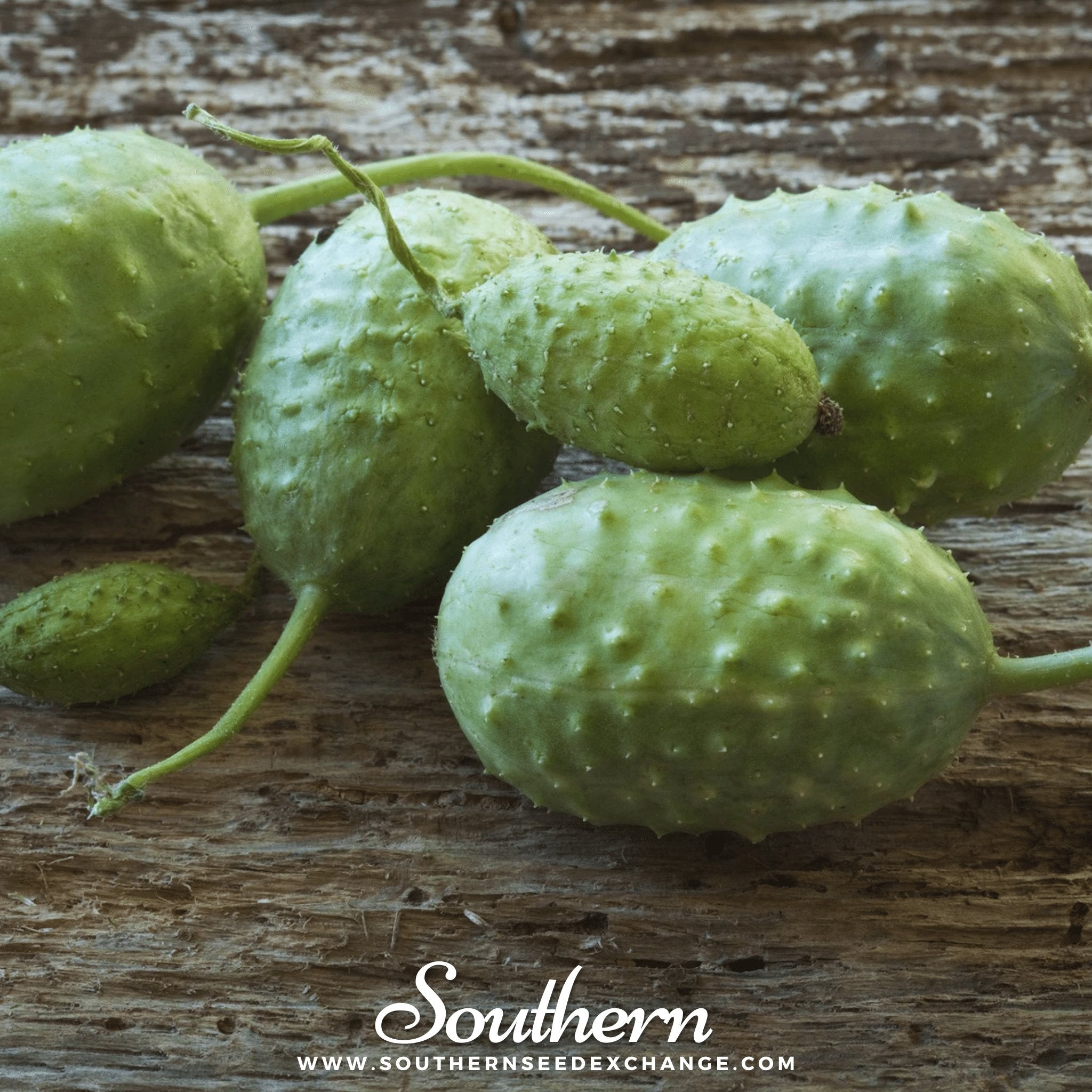 Southern Seed Exchange Cucumber, West Indian Gherkin (Cucumis sativus) - 30 Seeds