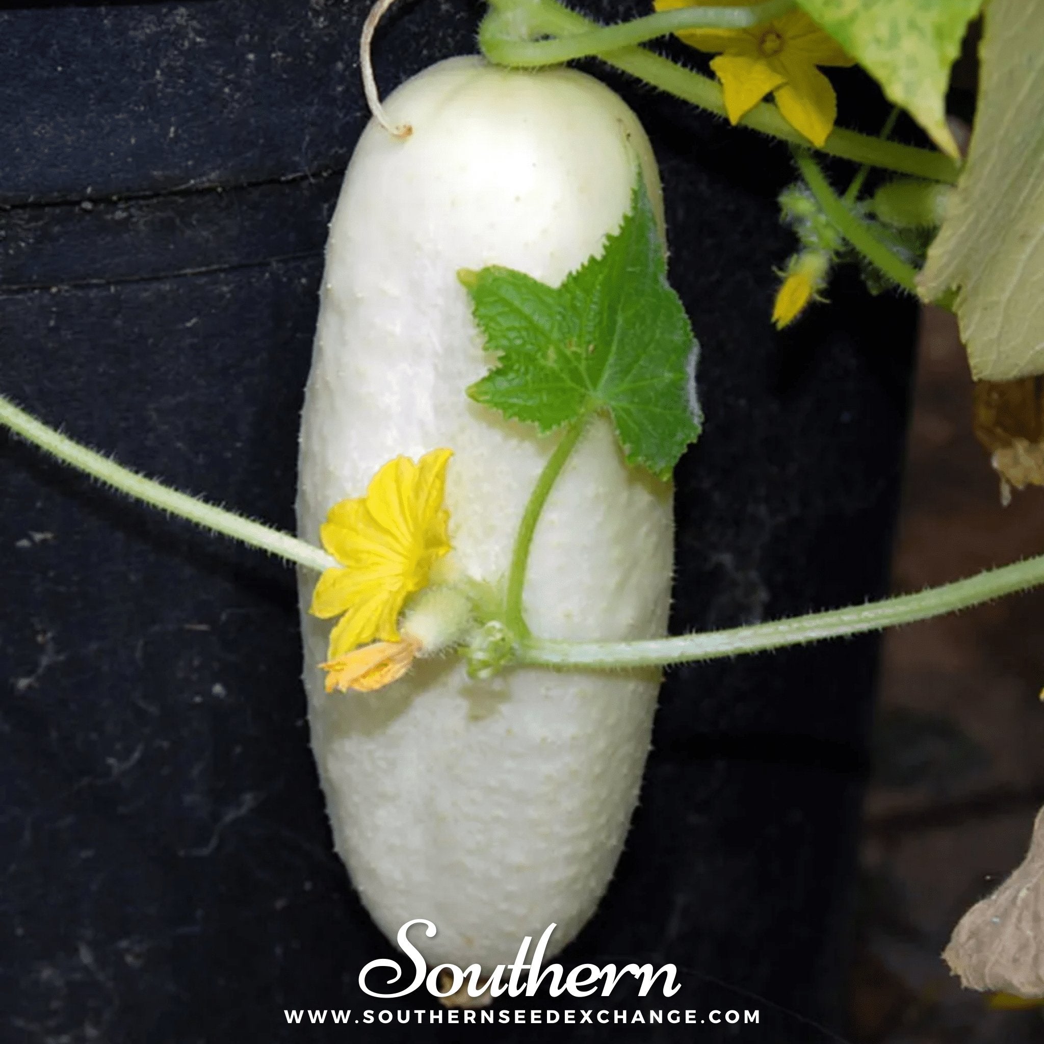 Southern Seed Exchange Cucumber, White Wonder (Cucumis sativus) - 30 Seeds