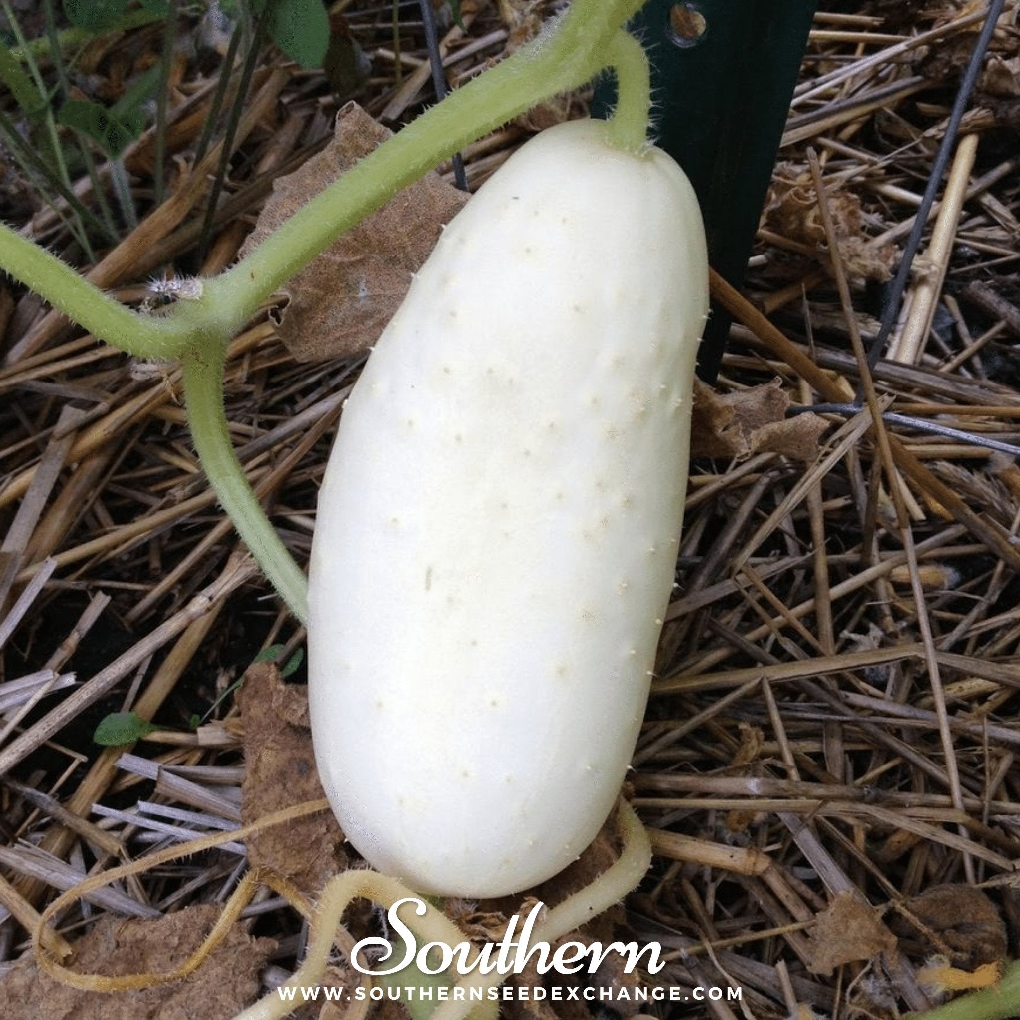 Southern Seed Exchange Cucumber, White Wonder (Cucumis sativus) - 30 Seeds