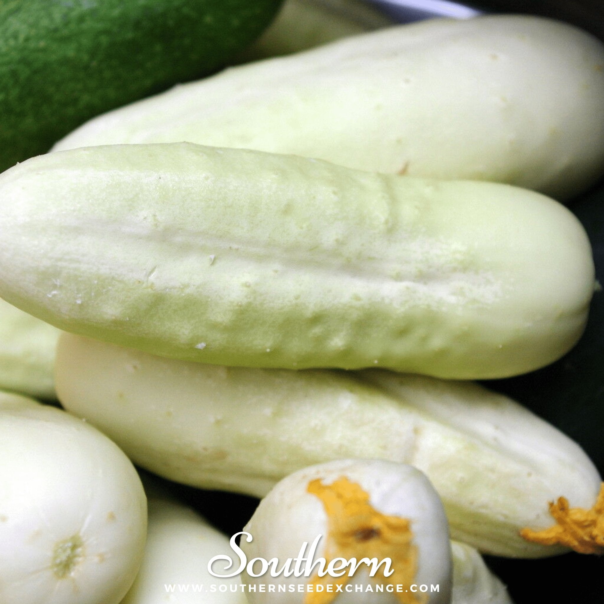 Southern Seed Exchange Cucumber, White Wonder (Cucumis sativus) - 30 Seeds