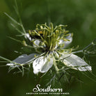 Cumin, Black (Nigella sativa) - 50 Seeds - Southern Seed Exchange